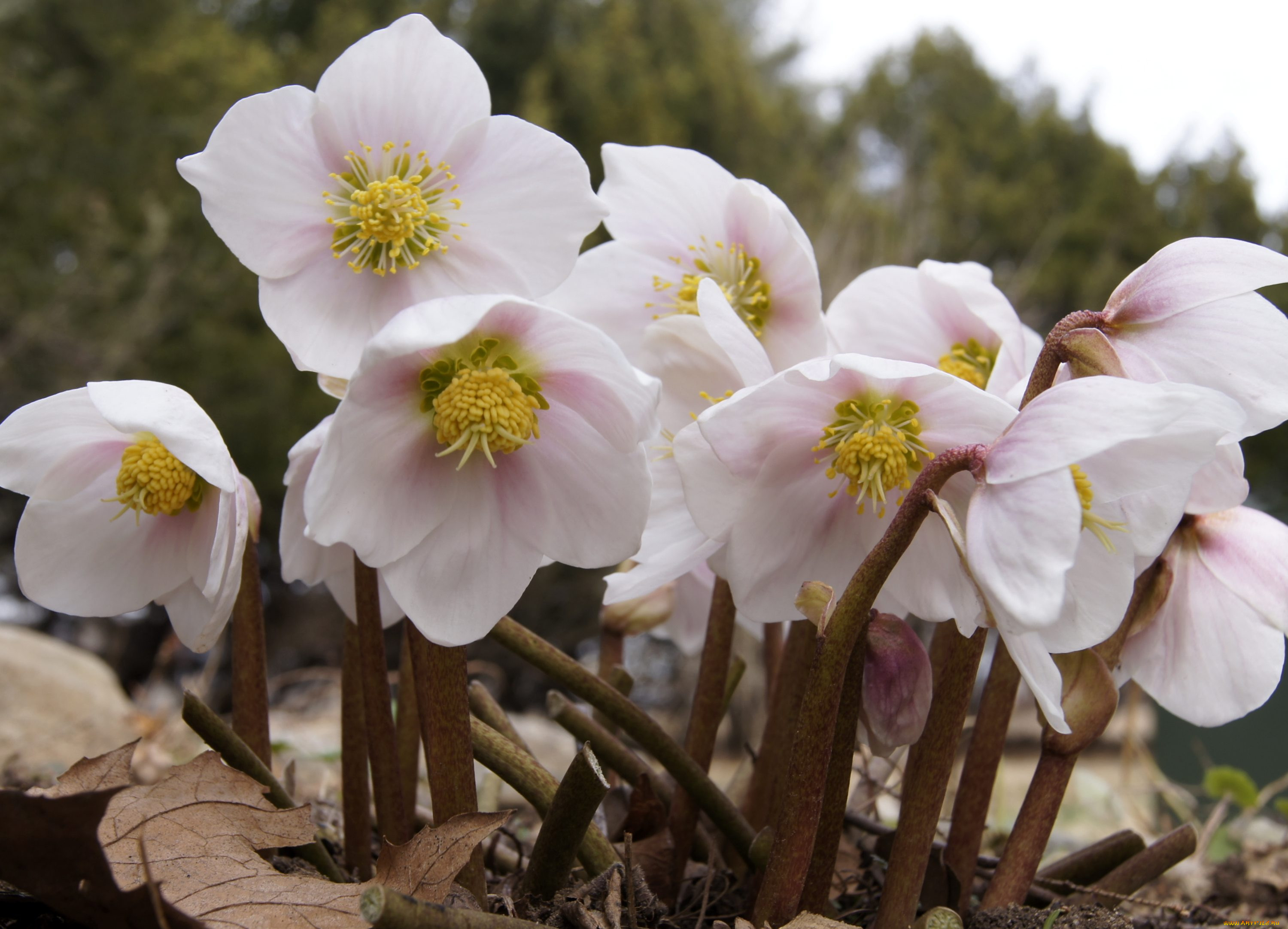 Цветы морозник. Морозник геллеборус. Геллеборус цветок. Морозник Helleborus Niger. Морозник (геллеборус) черный.